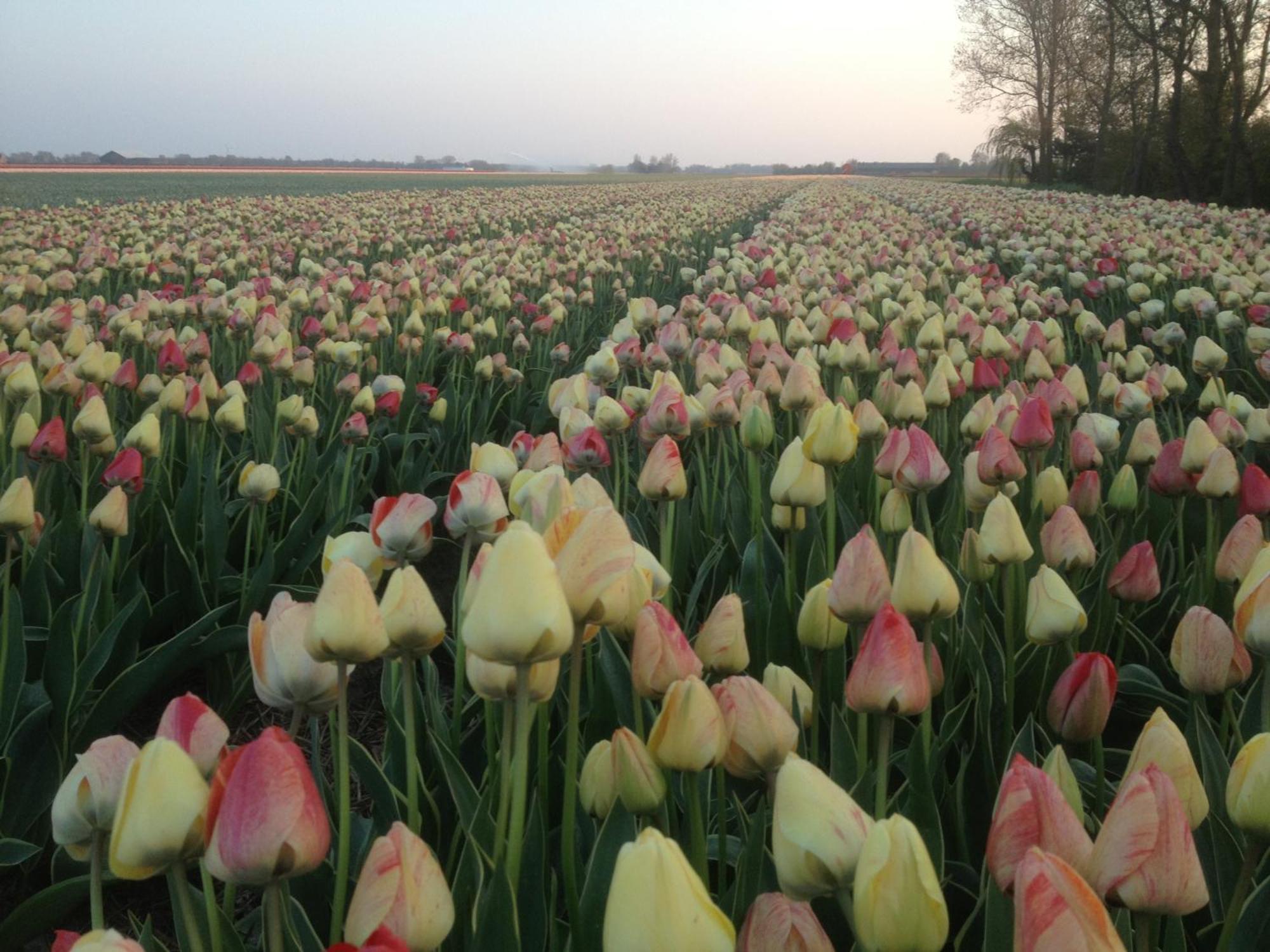 Appels En Peren Bed And Breakfast 브리잔드 외부 사진